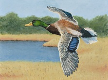 2015 winner Junior Duck Stamp Contest