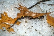 spotted salamander on snow in leaf litter