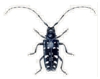 Asian Long-horned Beetle