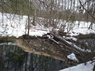 Trash collecting behind downed tree in the Blackstone Canal near Plummers Landing.