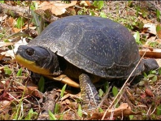 Blanding's Turtle