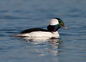 Bufflehead