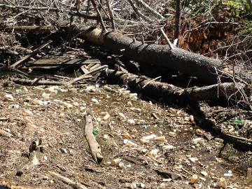 Spring litter near Plummers Landing