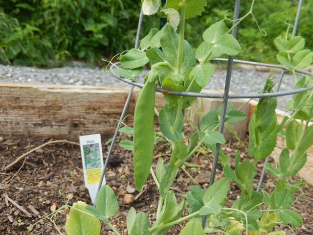 Peas in garden