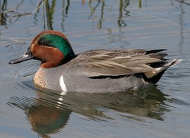 Green-winged Teal