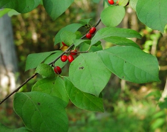 spicebush with berries