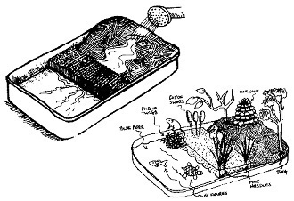 mini wetland in a pan