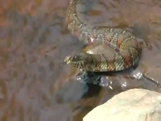 Northern Water Snake