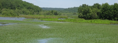 Water Chestnut in Rice City Pond