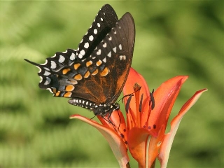 Spicebush Swallowtail butterfly