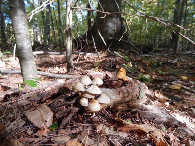 TA cluster of small fungi on the forest floor.