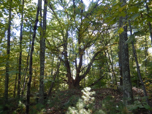 large and interesting tree in the forest.