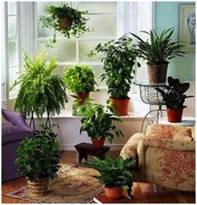 air purifying house plants