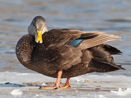 American Black Duck