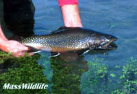 man holding brook trout