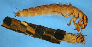 Caddisfly larva and case