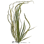 eelgrass