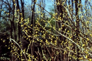 spicebush flowering