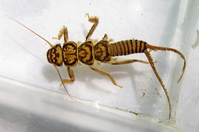 Stonefly