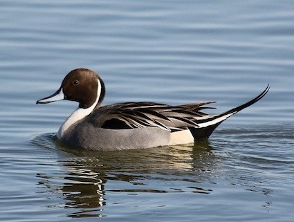 Northern Pintail