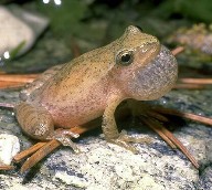 Spring Peeper