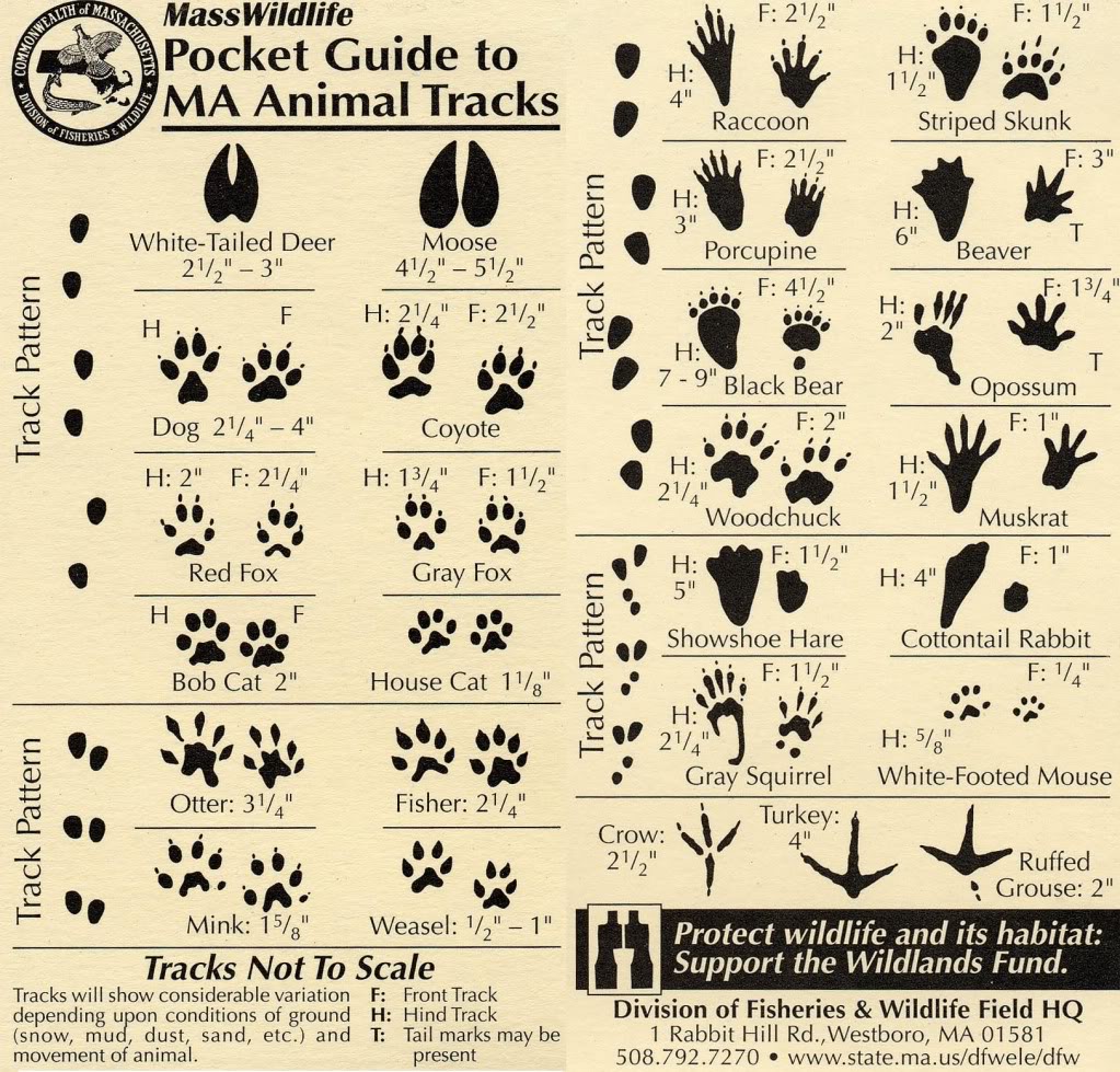 Mass Wildlife Pocket Guide to MA Animal Tracks