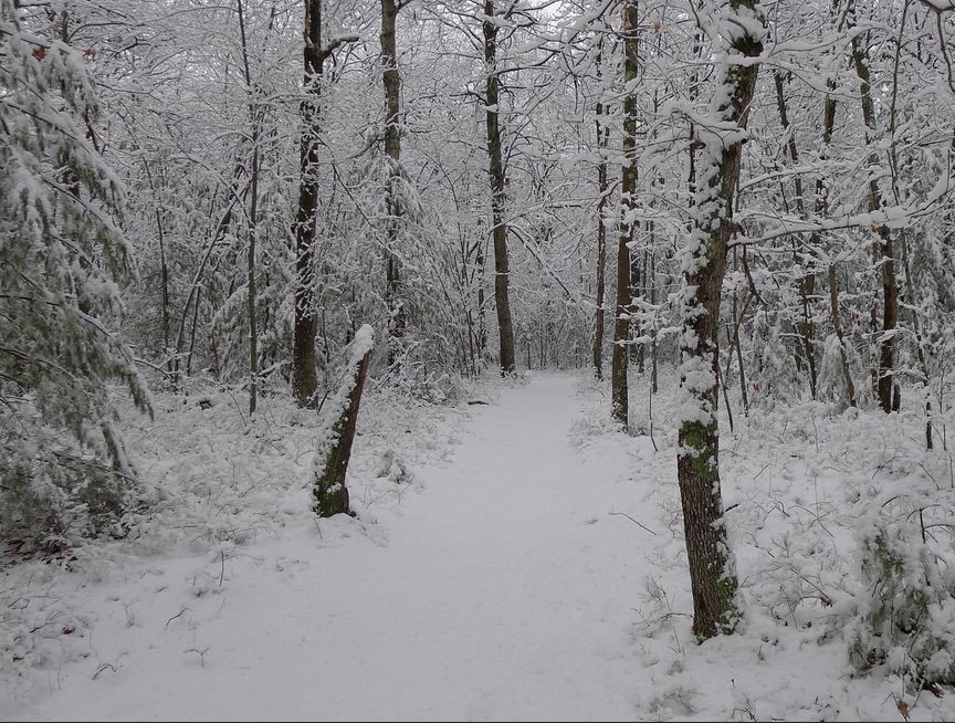 Snowy Trail, Hassanamessit Woods