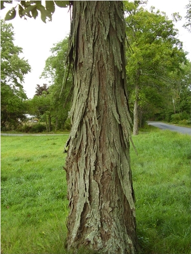 tree bark picture 1