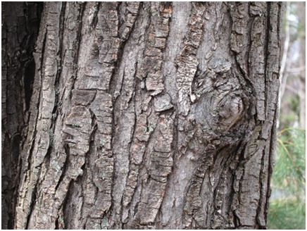 tree bark picture 2