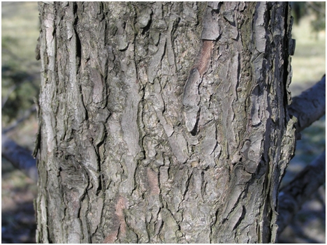tree bark picture 3
