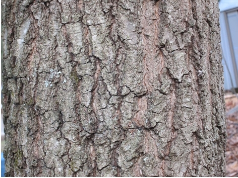 tree bark picture 4