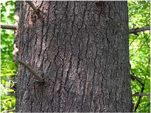 tree bark picture 6