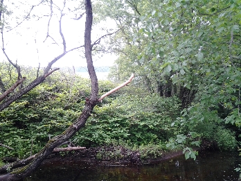 stream-side tree that had a lower branch stripped of bark