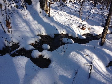 Streams in Hassanamesit Woods