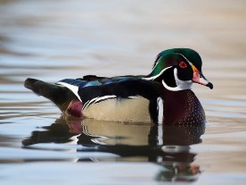 Wood Duck