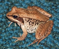 Wood Frog