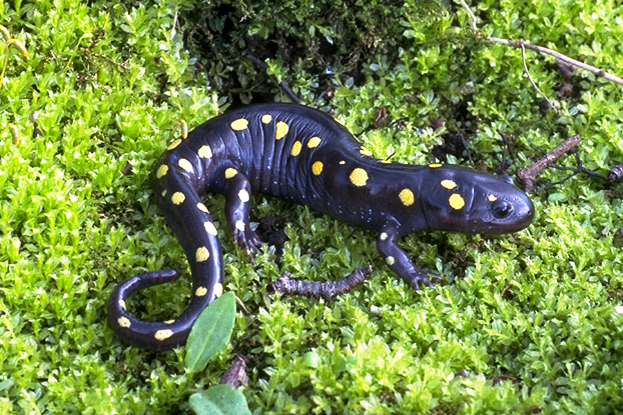 yellow-spotted salamander