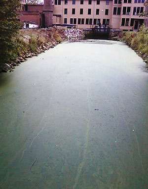 Algal bloom in the Blackstone Canal resulting from excess nutrients.
