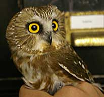 Northern Saw-Whet Owl