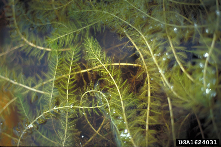 eurasian watermilfoil