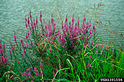 Purple Loosestrife