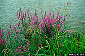 Purple Loosestrife