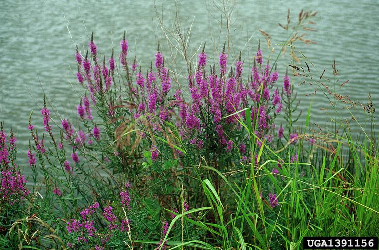 purple loosestrife