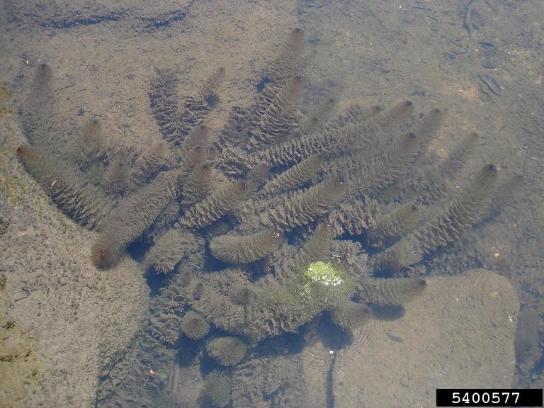 twoleaf watermilfoil