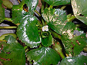 Water Chestnut