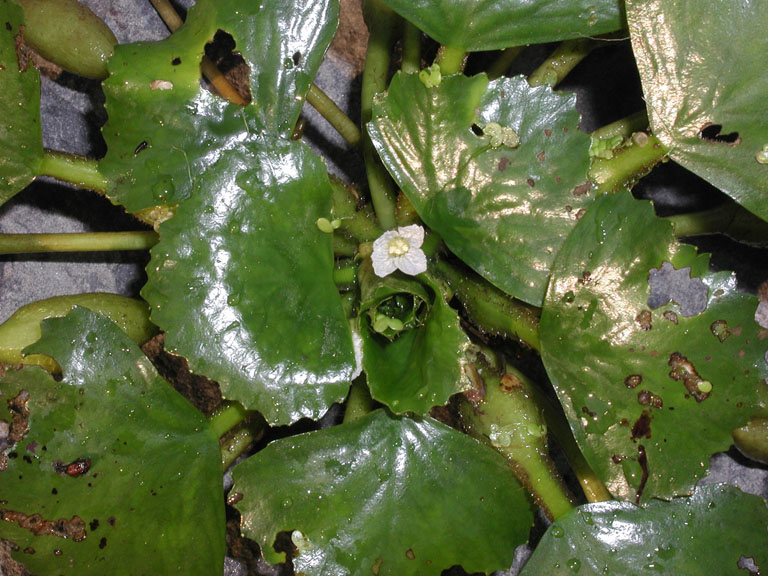 water chestnut